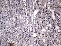 FN1 Mouse anti-Human, Clone: OTI5C1, lyophilized, TrueMAB 100 &mu;g | Buy Online | Origene Technologies | Fisher Scientific