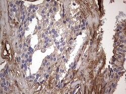 FN1 Mouse anti-Human, Clone: OTI5C1, lyophilized, TrueMAB 100 &mu;g | Buy Online | Origene Technologies | Fisher Scientific