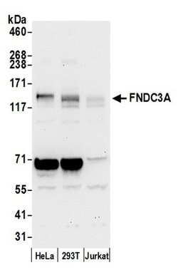 FNDC3A Polyclonal Antibody, Bethyl Laboratories 20 &mu;L; Unconjugated:Antibodies,