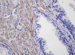 FNDC4 Monoclonal Antibody (OTI1B7), TrueMAB , OriGene 30 &mu;L; Unconjugated:Antibodies,