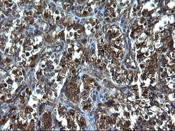 FNDC8 Monoclonal Antibody (OTI1C10), TrueMAB , OriGene 30 &mu;L | Buy Online | Origene Technologies | Fisher Scientific