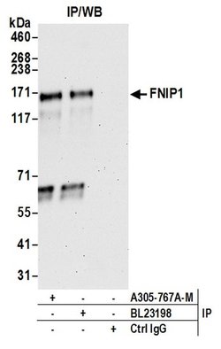 FNIP1 Polyclonal Antibody, Bethyl Laboratories 20 &mu;L; Unconjugated:Antibodies,