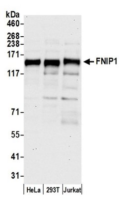 FNIP1 Polyclonal Antibody, Bethyl Laboratories 20 &mu;L; Unconjugated:Antibodies,