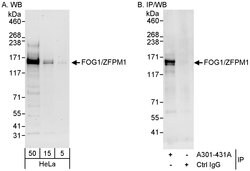 FOG1/ZFPM1 Rabbit anti-Human, Polyclonal, Bethyl Laboratories 100 &mu;L;