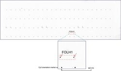 FOLH1 Mouse anti-Canine, Human, Mouse, Rat, Clone: UMAB25, liquid, UltraMAB