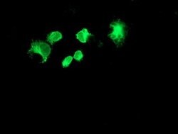 FOLH1 Mouse anti-Canine, Human, Mouse, Rat, Clone: OTI2E1, lyophilized,