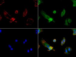 FOLH1 Mouse anti-Canine, Human, Mouse, Rat, Clone: UMAB25, liquid, UltraMAB