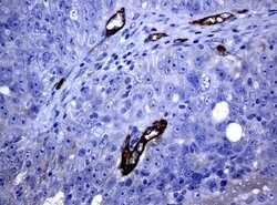 FOLH1 Mouse anti-Canine, Human, Mouse, Rat, Clone: UMAB25, liquid, UltraMAB