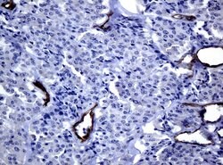 FOLH1 Mouse anti-Canine, Human, Mouse, Rat, Clone: UMAB25, liquid, UltraMAB