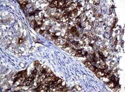 FOLH1 Mouse anti-Canine, Human, Mouse, Rat, Clone: UMAB25, liquid, UltraMAB