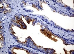 FOLH1 Mouse anti-Canine, Human, Mouse, Rat, Clone: UMAB25, liquid, UltraMAB