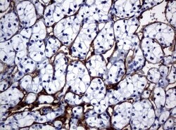 FOLH1 Mouse anti-Canine, Human, Mouse, Rat, Clone: UMAB25, liquid, UltraMAB