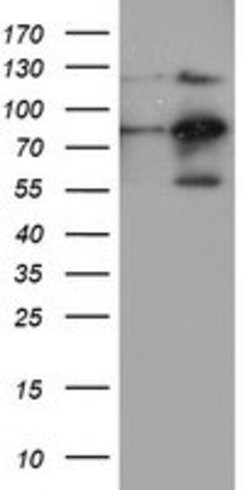 FOLH1 Mouse anti-Canine, Human, Mouse, Rat, Clone: OTI2E1, lyophilized,