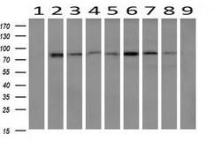 FOLH1 Mouse anti-Canine, Human, Mouse, Rat, Clone: OTI2E1, lyophilized,