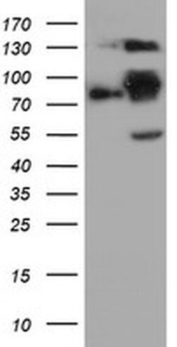 FOLH1 Monoclonal Antibody (OTI3E8), TrueMAB , OriGene 30 &mu;L; Unconjugated:Antibodies,