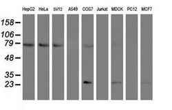 FOLH1 Monoclonal Antibody (OTI3E8), TrueMAB , OriGene 30 &mu;L; Unconjugated:Antibodies,