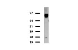 FOLH1 Mouse anti-Canine, Human, Mouse, Rat, Clone: UMAB25, liquid, UltraMAB