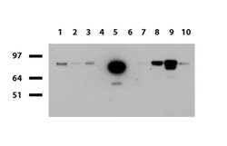 FOLH1 Mouse anti-Canine, Human, Mouse, Rat, Clone: UMAB25, liquid, UltraMAB
