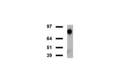FOLH1 Mouse anti-Canine, Human, Mouse, Rat, Clone: UMAB25, liquid, UltraMAB