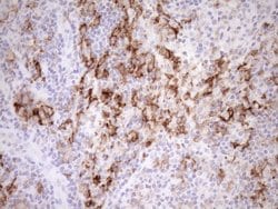 FOLR2 Mouse anti-Human, Clone: OTI8G1, lyophilized, TrueMAB 100 &mu;g;