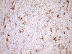 FOLR2 Mouse anti-Human, Clone: OTI8G1, lyophilized, TrueMAB 100 &mu;g;