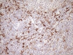 FOLR2 Mouse anti-Human, Clone: OTI8G1, lyophilized, TrueMAB 100 &mu;g;