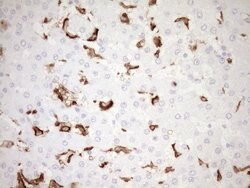FOLR2 Monoclonal Antibody (OTI5B1), TrueMAB , OriGene 100 &mu;L; Unconjugated:Antibodies,