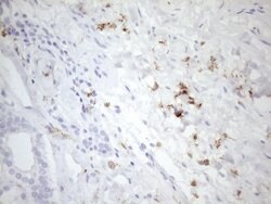 FOLR2 Mouse anti-Human, Clone: OTI4G6, lyophilized, TrueMAB 100 &mu;g;