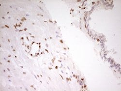 FOS Monoclonal Antibody (OTI2D2), TrueMAB , OriGene 100 &mu;L; Unconjugated:Antibodies,