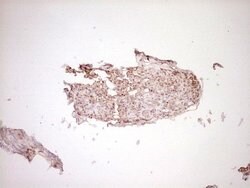 FOS Monoclonal Antibody (OTI3B8), TrueMAB , OriGene 100 &mu;L | Buy Online | Origene Technologies | Fisher Scientific