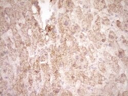 FOS Monoclonal Antibody (OTI3B8), TrueMAB , OriGene 100 &mu;L | Buy Online | Origene Technologies | Fisher Scientific