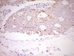 FOS Monoclonal Antibody (OTI7D6), TrueMAB , OriGene 100 &mu;L; Unconjugated:Antibodies,