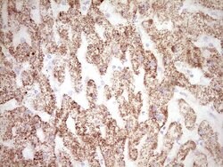 FOS Monoclonal Antibody (OTI7D6), TrueMAB , OriGene 100 &mu;L; Unconjugated:Antibodies,