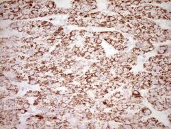 FOS Monoclonal Antibody (OTI7D6), TrueMAB , OriGene 100 &mu;L; Unconjugated:Antibodies,