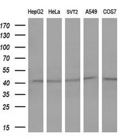 FOS Monoclonal Antibody (OTI3B8), TrueMAB , OriGene 100 &mu;L | Buy Online | Origene Technologies | Fisher Scientific