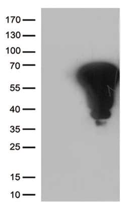 FOS Monoclonal Antibody (OTI4H1), TrueMAB , OriGene 100 &mu;L; Unconjugated:Antibodies,
