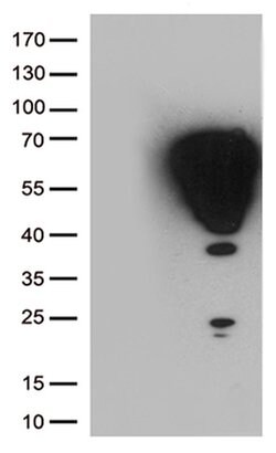 FOS Monoclonal Antibody (OTI5A11), TrueMAB , OriGene 30 &mu;L | Buy Online | Origene Technologies | Fisher Scientific