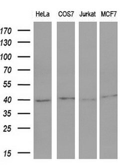 FOS Monoclonal Antibody (OTI7D6), TrueMAB , OriGene 100 &mu;L; Unconjugated:Antibodies,