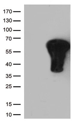 FOS Mouse anti-Human, Clone: UMAB221, lyophilized, UltraMAB 100 &mu;g;