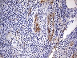 FOSB Monoclonal Antibody (OTI5D5), TrueMAB , OriGene 100 &mu;L | Buy Online | OriGene | Fisher Scientific