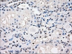 FOSL1 Mouse anti-Human, Clone: OTI12F9, lyophilized, TrueMAB 100 &mu;g;