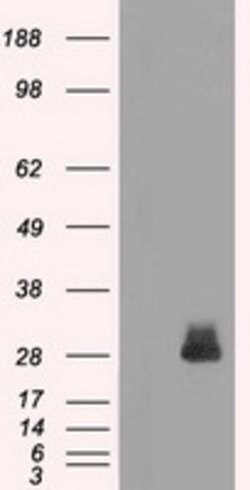 FOSL1 Mouse anti-Human, Clone: OTI12F9, lyophilized, TrueMAB 100 &mu;g;