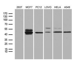FOSL2 Monoclonal Antibody (OTI7E4), TrueMAB , OriGene 100 &mu;L; Unconjugated:Antibodies,