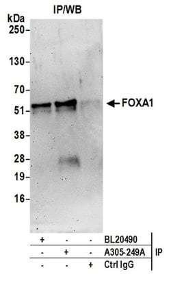 FOXA1/HNF3A Rabbit anti-Human, Mouse, Polyclonal, Bethyl Laboratories 100
