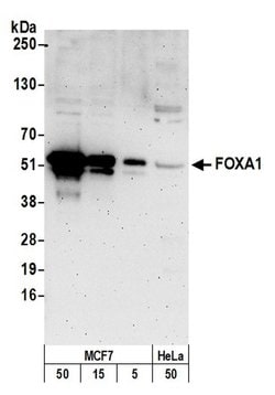 FOXA1/HNF3A Polyclonal Antibody, Bethyl Laboratories:Antibodies:Primary