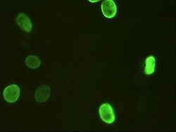 FOXA2 Mouse anti-Human, Clone: OTI3C10, liquid, TrueMAB 100 &mu;L; Unconjugated:Antibodies,