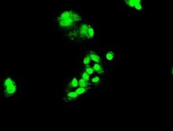 FOXA2 Mouse anti-Human, Clone: OTI3C10, liquid, TrueMAB 100 &mu;L; Unconjugated:Antibodies,
