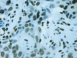 FOXA2 Mouse anti-Human, Clone: OTI3C10, liquid, TrueMAB 100 &mu;L; Unconjugated:Antibodies,