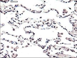 FOXA2 Mouse anti-Human, Clone: OTI3C10, liquid, TrueMAB 100 &mu;L; Unconjugated:Antibodies,