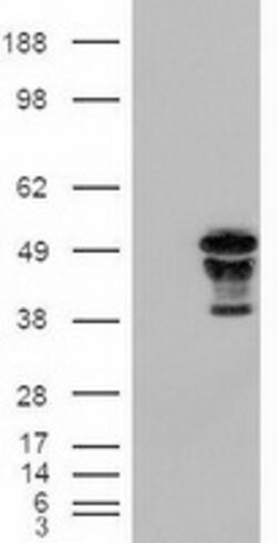 FOXA2 Mouse anti-Human, Clone: OTI3C10, lyophilized, TrueMAB 100 &mu;g;